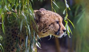 Preview wallpaper cheetah, big cat, predator, animal, branch, leaves