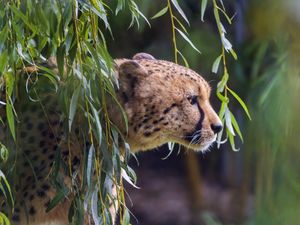 Preview wallpaper cheetah, big cat, predator, animal, branch, leaves