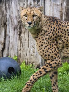 Preview wallpaper cheetah, big cat, predator, animal, movement