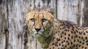 Preview wallpaper cheetah, big cat, predator, animal, movement