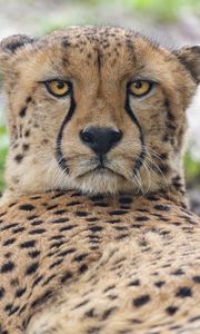 Preview wallpaper cheetah, big cat, predator, animal, glance