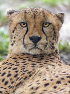 Preview wallpaper cheetah, big cat, predator, animal, glance