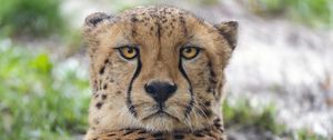 Preview wallpaper cheetah, big cat, predator, animal, glance