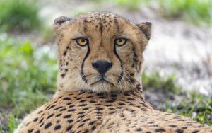 Preview wallpaper cheetah, big cat, predator, animal, glance