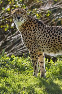 Preview wallpaper cheetah, big cat, predator, animal, grass, sunlight