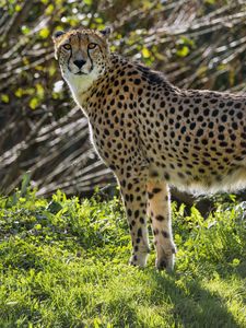 Preview wallpaper cheetah, big cat, predator, animal, grass, sunlight