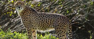 Preview wallpaper cheetah, big cat, predator, animal, grass, sunlight