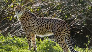Preview wallpaper cheetah, big cat, predator, animal, grass, sunlight