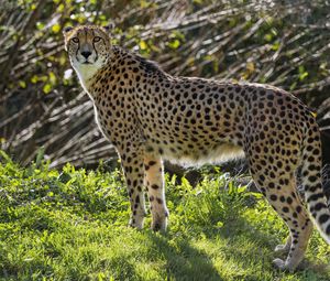 Preview wallpaper cheetah, big cat, predator, animal, grass, sunlight