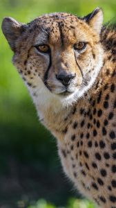 Preview wallpaper cheetah, big cat, predator, animal, eyes