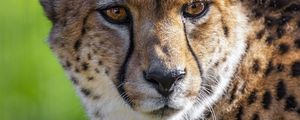Preview wallpaper cheetah, big cat, predator, animal, eyes