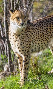 Preview wallpaper cheetah, big cat, predator, animal, grass, wildlife