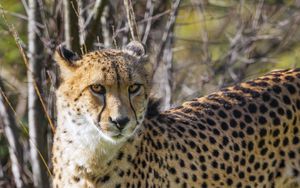 Preview wallpaper cheetah, big cat, predator, animal, grass, wildlife