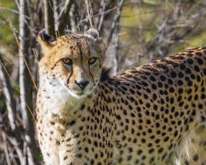 Preview wallpaper cheetah, big cat, predator, animal, grass, wildlife
