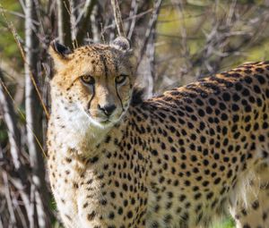 Preview wallpaper cheetah, big cat, predator, animal, grass, wildlife