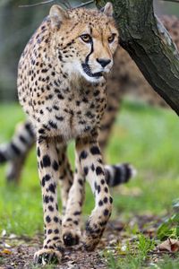 Preview wallpaper cheetah, big cat, predator, animal, motion, blur