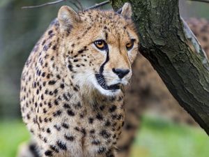 Preview wallpaper cheetah, big cat, predator, animal, motion, blur