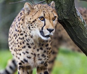 Preview wallpaper cheetah, big cat, predator, animal, motion, blur