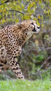 Preview wallpaper cheetah, big cat, predator, glance, wildlife