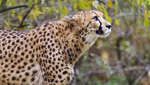 Preview wallpaper cheetah, big cat, predator, glance, wildlife