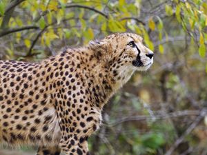 Preview wallpaper cheetah, big cat, predator, glance, wildlife