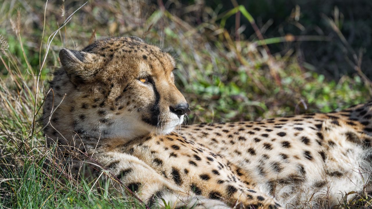 Wallpaper cheetah, big cat, predator, wild animal, grass, wildlife