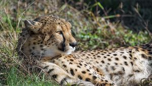 Preview wallpaper cheetah, big cat, predator, wild animal, grass, wildlife