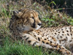 Preview wallpaper cheetah, big cat, predator, wild animal, grass, wildlife