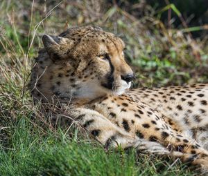 Preview wallpaper cheetah, big cat, predator, wild animal, grass, wildlife