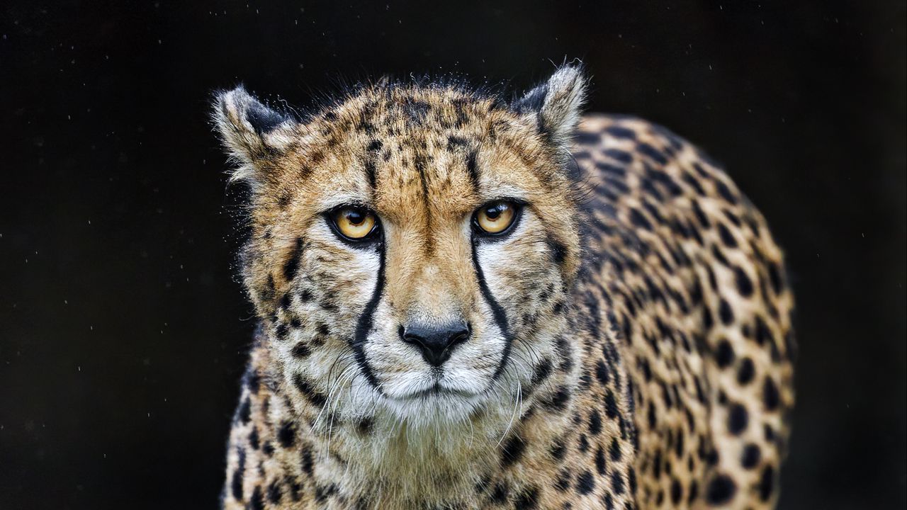 Wallpaper cheetah, big cat, predator, wild animal