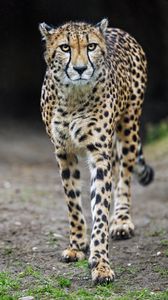 Preview wallpaper cheetah, big cat, predator, wild animal
