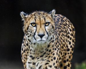 Preview wallpaper cheetah, big cat, predator, wild animal