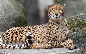 Preview wallpaper cheetah, big cat, predator, animal, blur