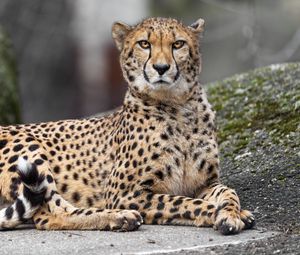 Preview wallpaper cheetah, big cat, predator, animal, blur