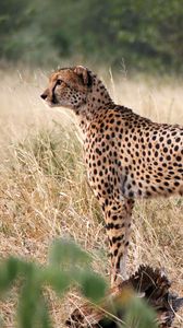 Preview wallpaper cheetah, big cat, profile, glance, predator, grass