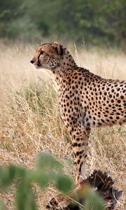 Preview wallpaper cheetah, big cat, profile, glance, predator, grass