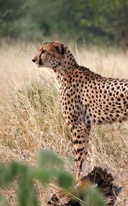 Preview wallpaper cheetah, big cat, profile, glance, predator, grass
