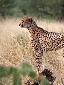 Preview wallpaper cheetah, big cat, profile, glance, predator, grass