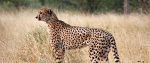 Preview wallpaper cheetah, big cat, profile, glance, predator, grass