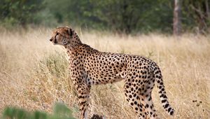 Preview wallpaper cheetah, big cat, profile, glance, predator, grass