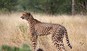 Preview wallpaper cheetah, big cat, profile, glance, predator, grass