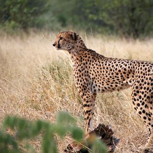 Preview wallpaper cheetah, big cat, profile, glance, predator, grass