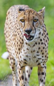 Preview wallpaper cheetah, big cat, protruding tongue, glance, predator, spots