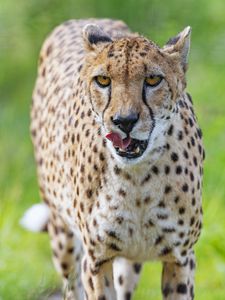 Preview wallpaper cheetah, big cat, protruding tongue, glance, predator, spots