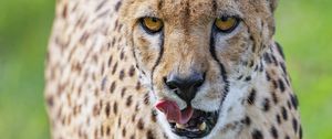 Preview wallpaper cheetah, big cat, protruding tongue, glance, predator, spots