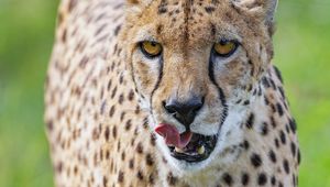 Preview wallpaper cheetah, big cat, protruding tongue, glance, predator, spots