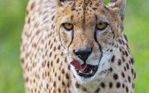 Preview wallpaper cheetah, big cat, protruding tongue, glance, predator, spots