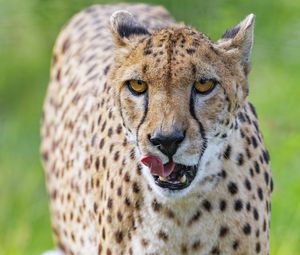 Preview wallpaper cheetah, big cat, protruding tongue, glance, predator, spots