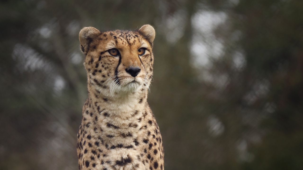 Wallpaper cheetah, big cat, spotted, grass