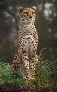 Preview wallpaper cheetah, big cat, spotted, grass